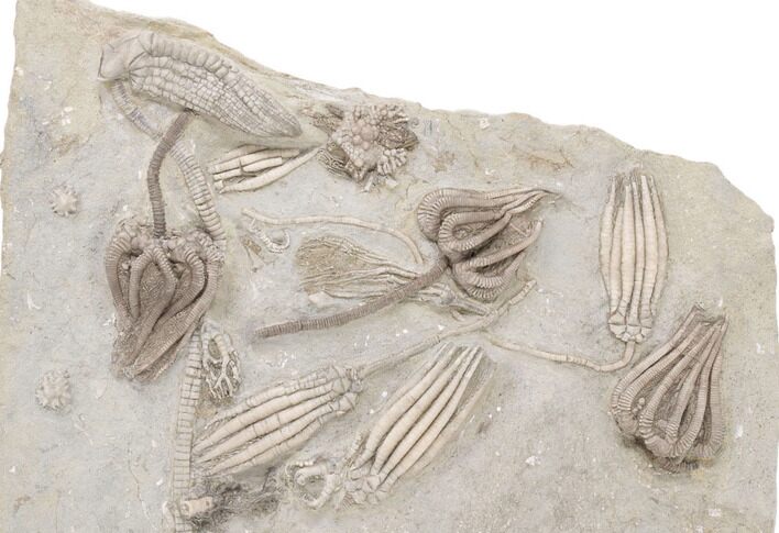 Fossil Crinoid Plate (Six Species) - Crawfordsville, Indiana #197529